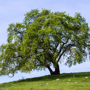 Quercus-lobata-Valley-Oak