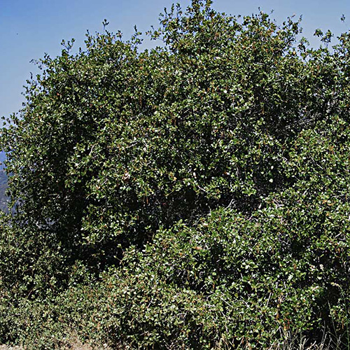 Trees Quercus Wislizeni Interior Live Oak 5 Gallon