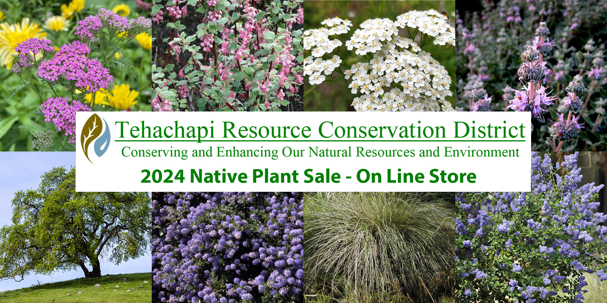 > Click For The TRCD 2024 Native Plant Sale Store <